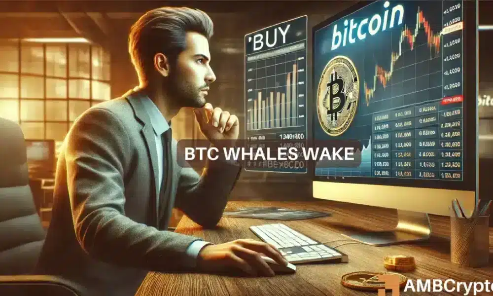 Bitcoin whales have ramped up efforts – THIS is why