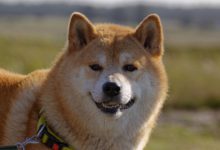 SHIB