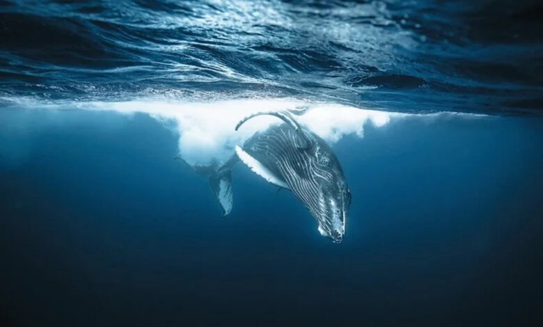 ليس كل حوت ناجح: الجانب الآخر لقصص الحيتان