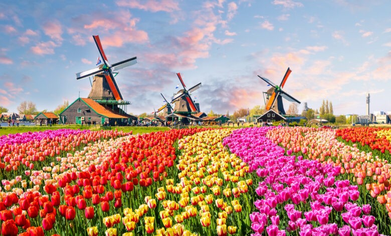 هولندا تتحول إلى مركز رائد للعملات المشفرة.. فما السر وراء نجاحها؟